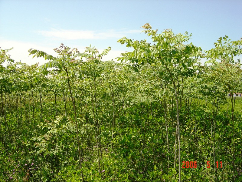 09b4a801e640dba6bc11706e88f44648_hsls.JPG